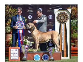 Segunda entrega de la Gran Copa PRO PLAN®, la mayor exposición canina en la región del Caribe