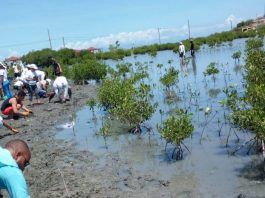 Medio Ambiente afirma sembró 100,000 plantas de mangles en el país en 2022